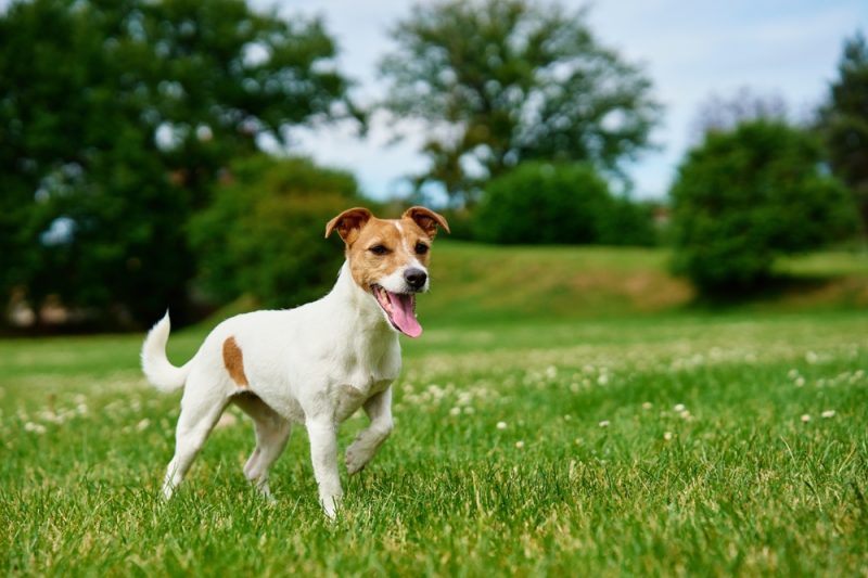 Jack Russell Terrier