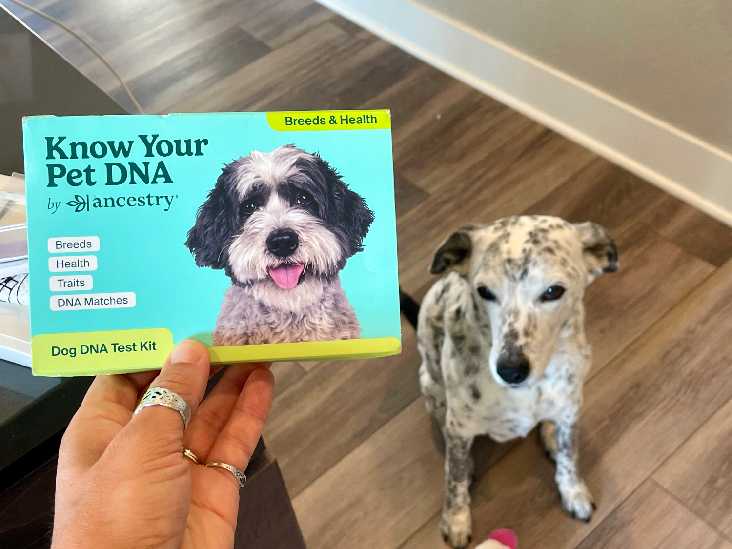 Know Your Pet Dog DNA Test - holding DNA test box