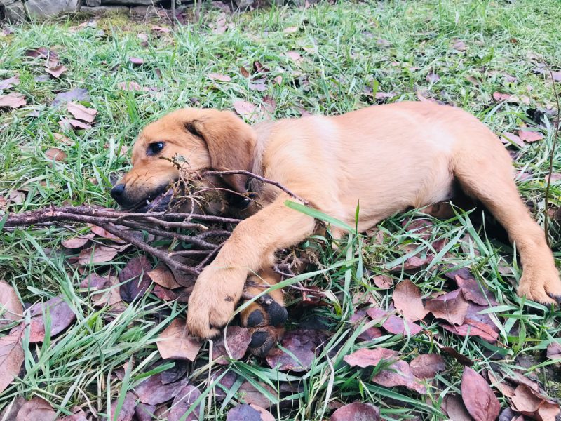 Lava playing with the fallen branch