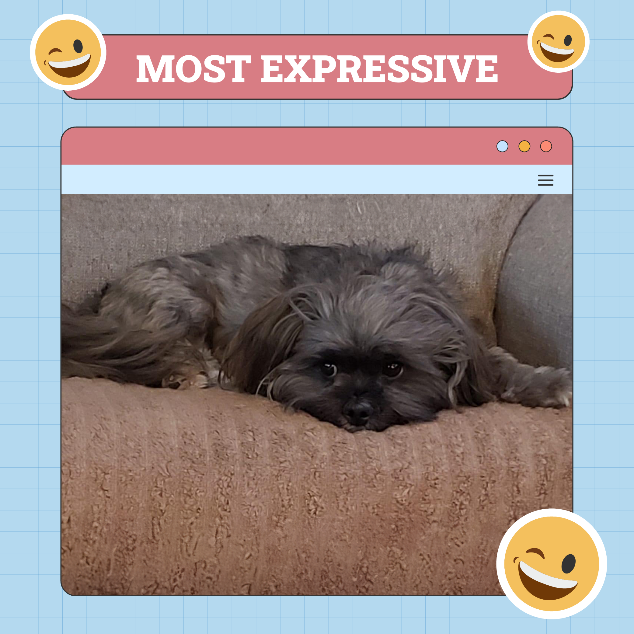 Most Expressive Dog Of The Week Nov 14 2024