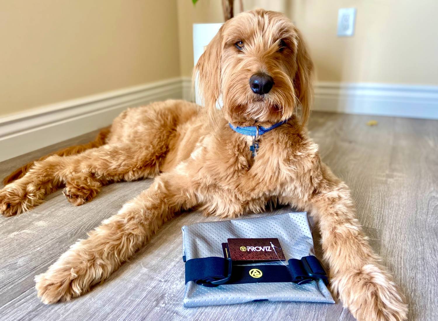 Proviz Explorer Dog Vest Review - Micah with folded vest