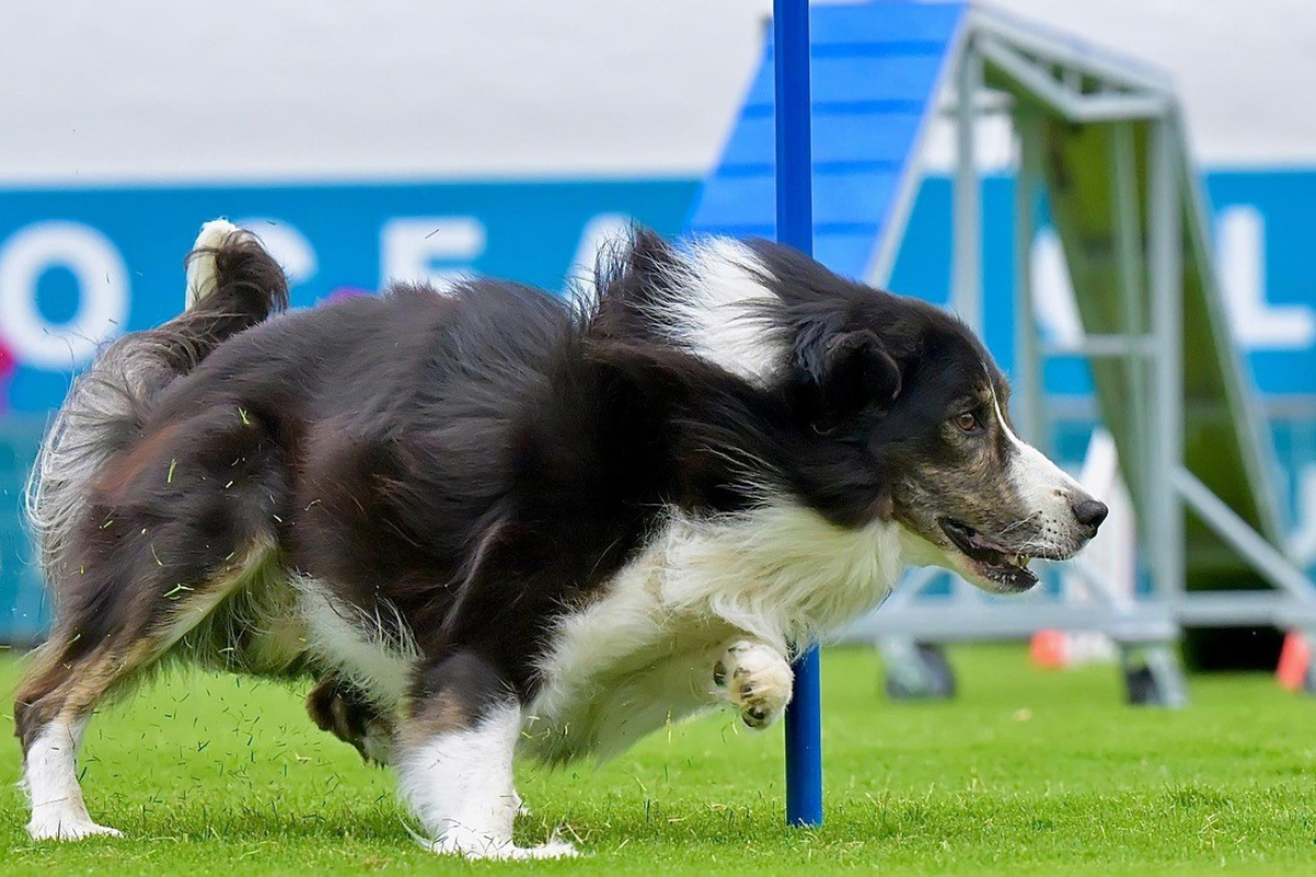 Rhoen, the Border Collie - Owned by professional dog trainer Liz Randall