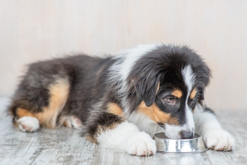 australian shepherd dog eating, steel bowl