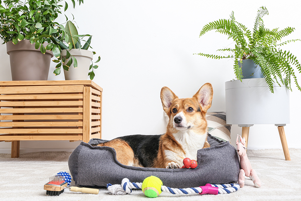 corgi lying in dog bed surrounded with pet accessories