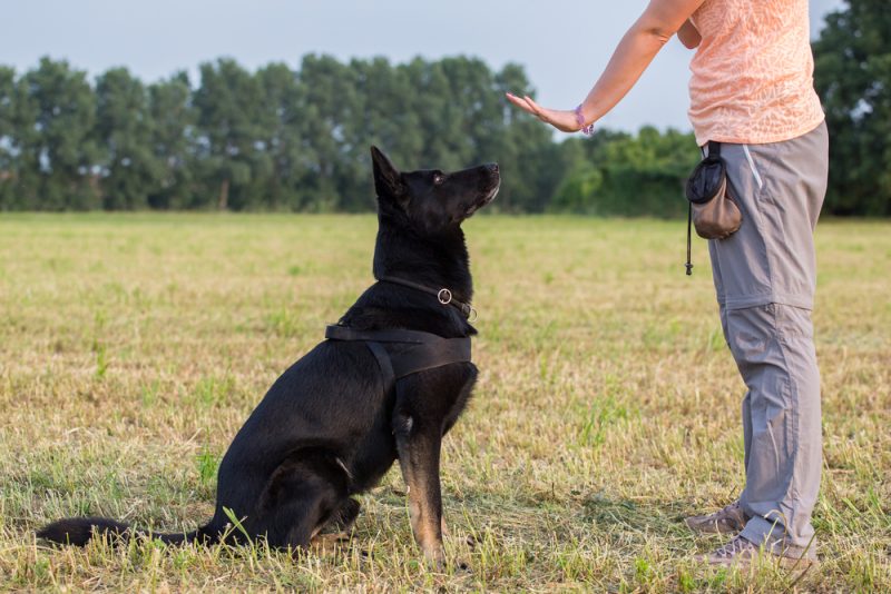 dog training