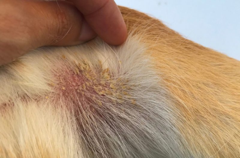 flaky skin and allergy in dog