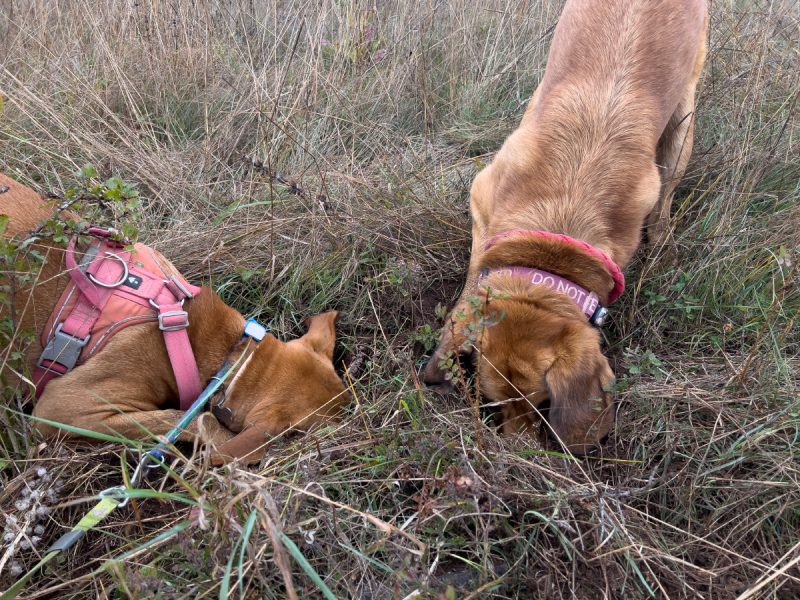 lava and hela digging holes in the ground