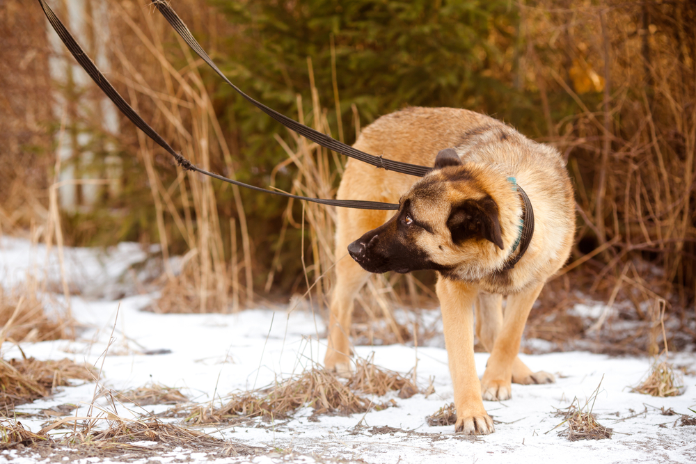 scared dog walking in winter