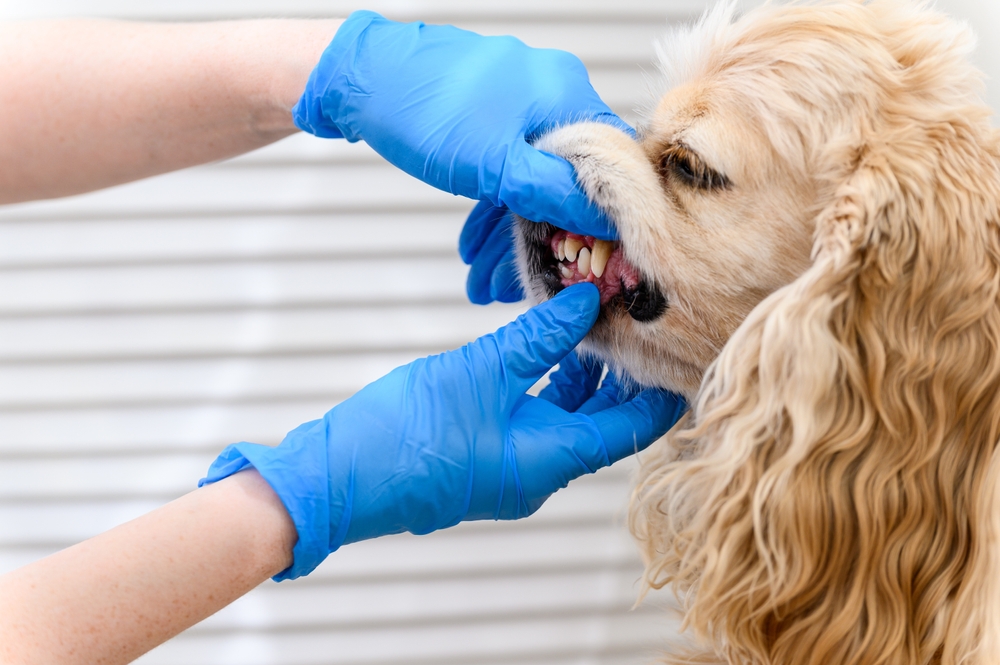 vet examining dog's dental health