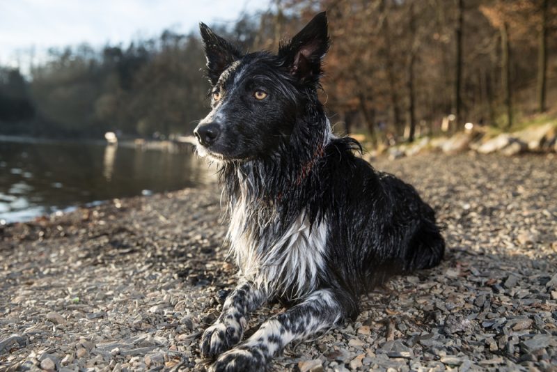 wet border collie dog lying at the shore