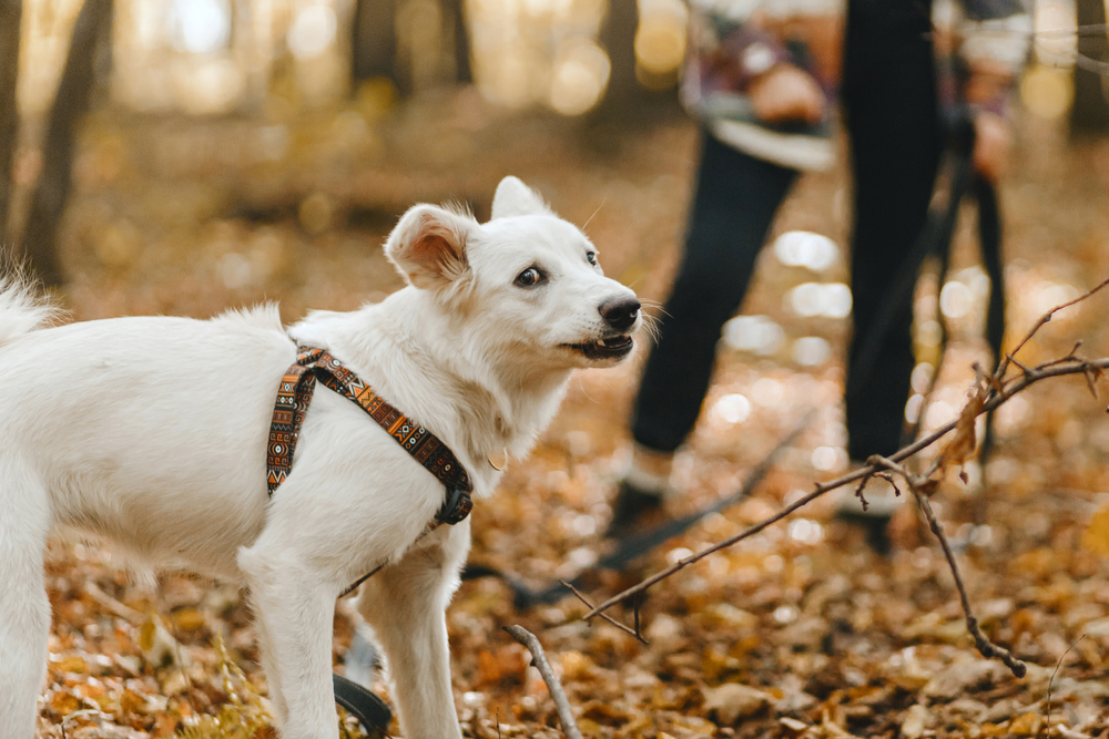 white dog in harness walking in the forest