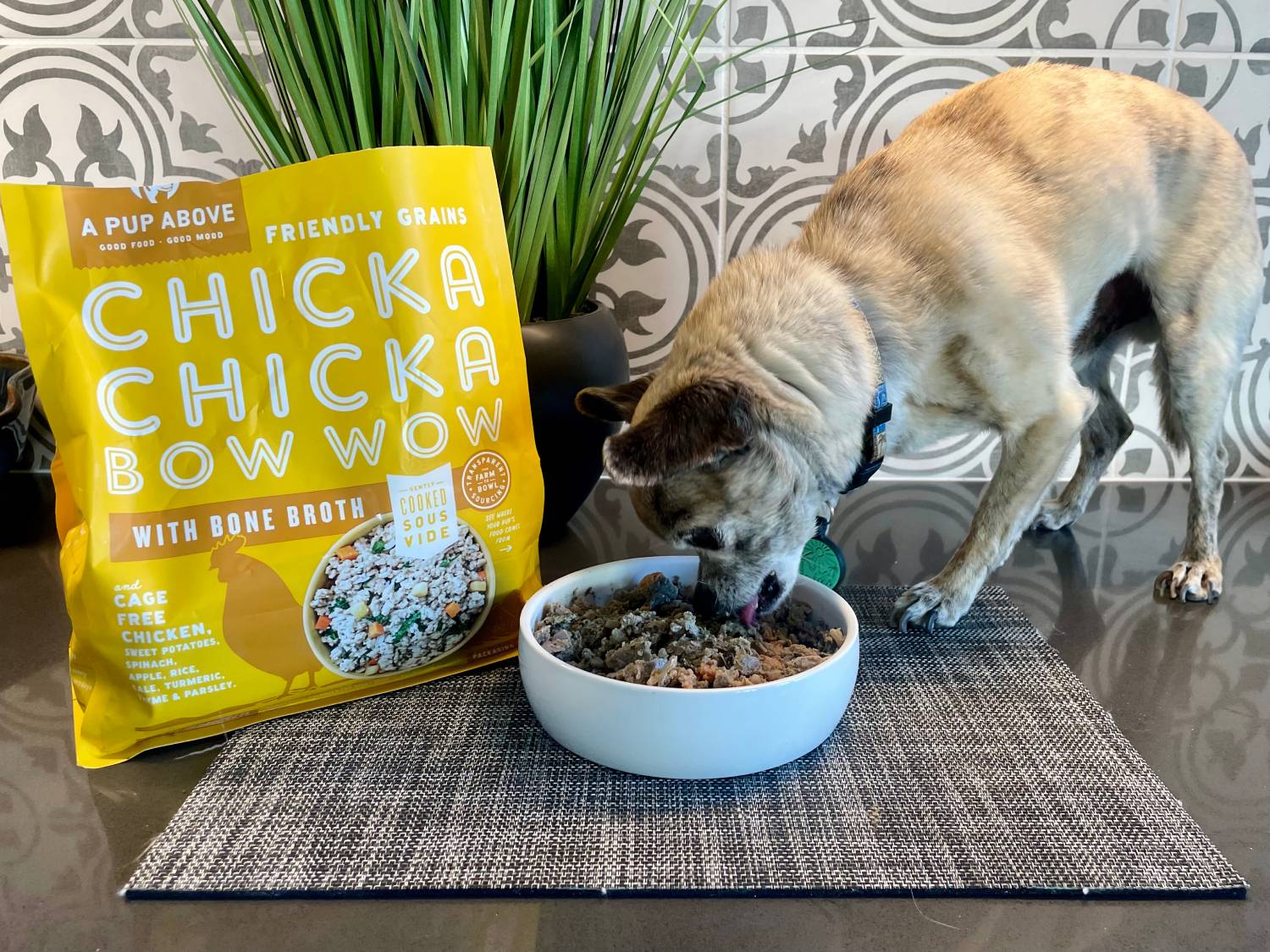 A Pup Above Dog Food Review - dog eating from bowl