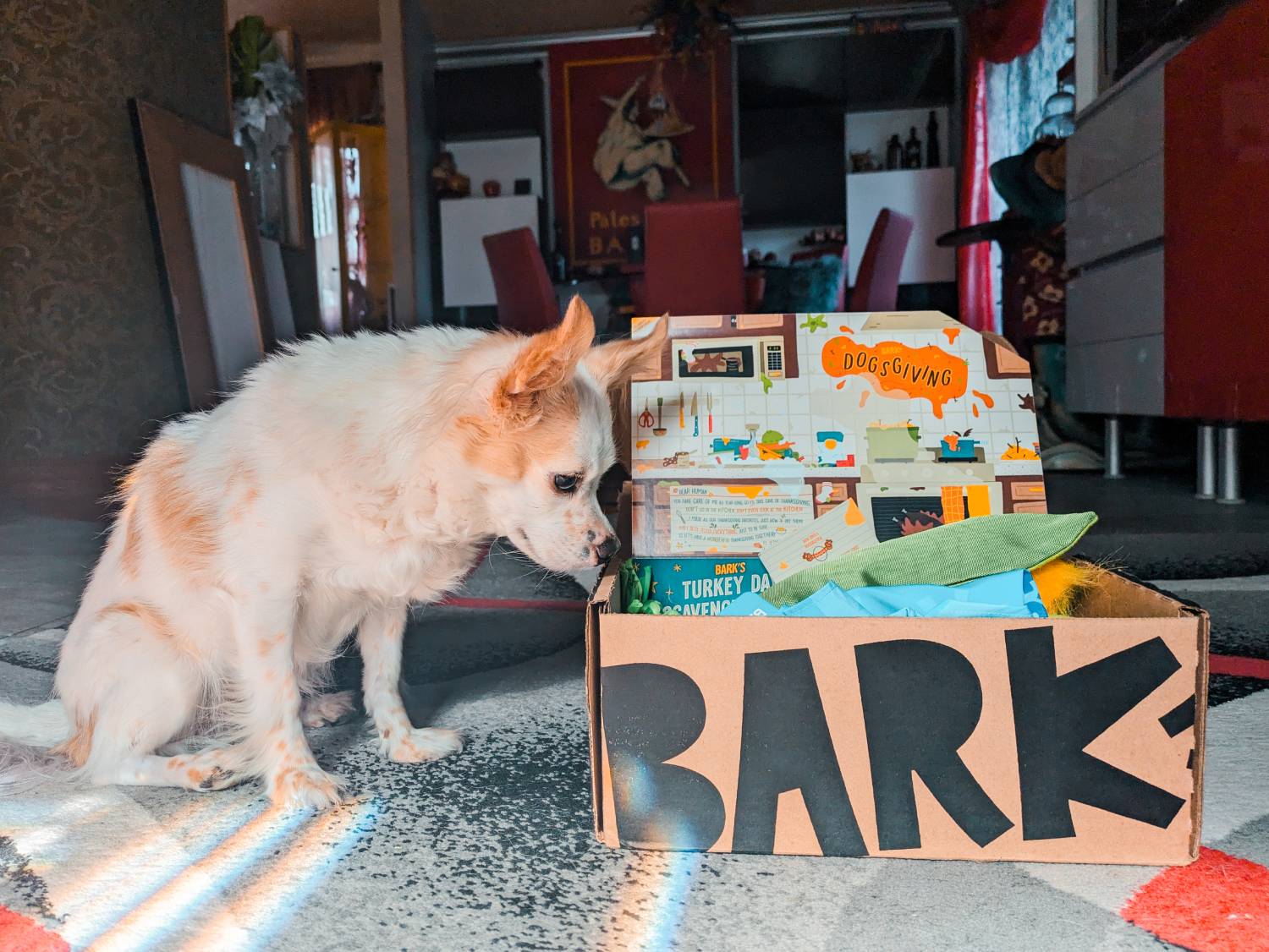 BarkBox Review - dog with box