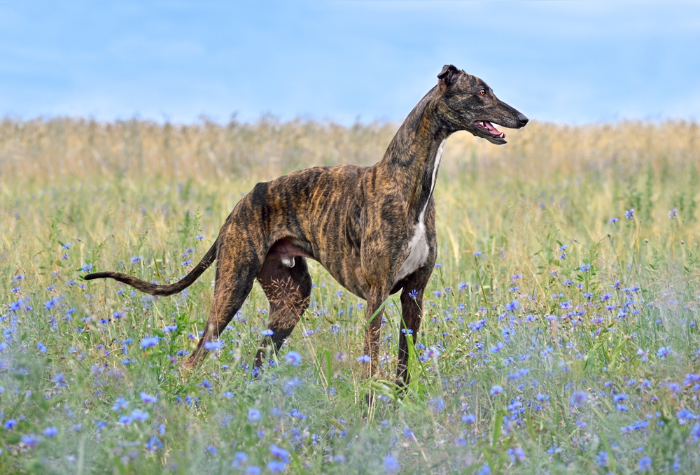 Brindle Greyhound standing on a flower field outdoors