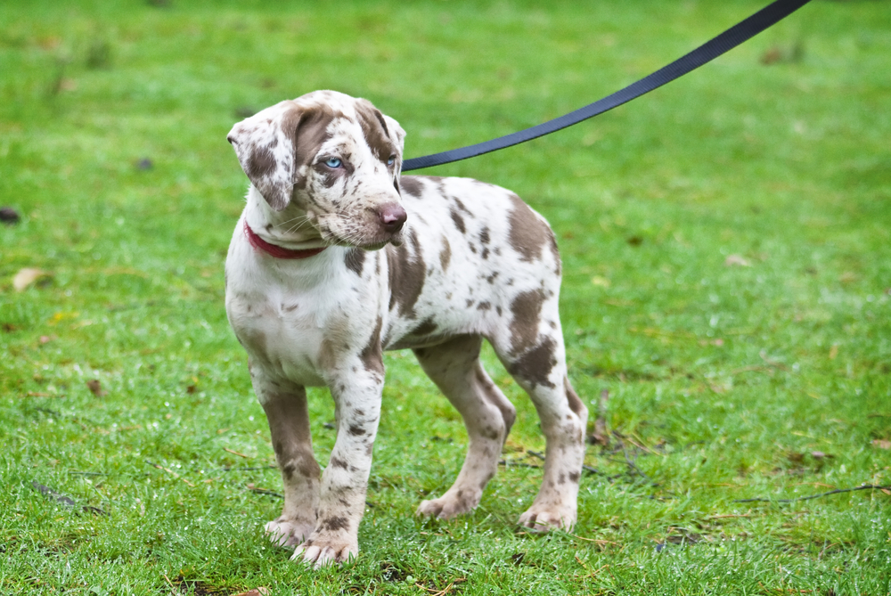 Catahoula Leopard Dog on a leash