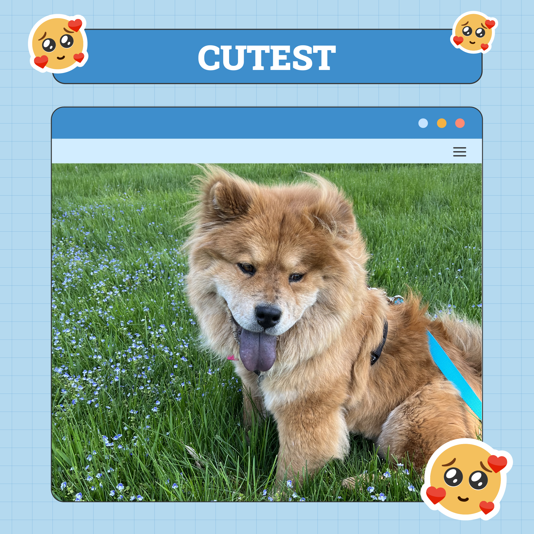 Cutest Dog Winner of the Week