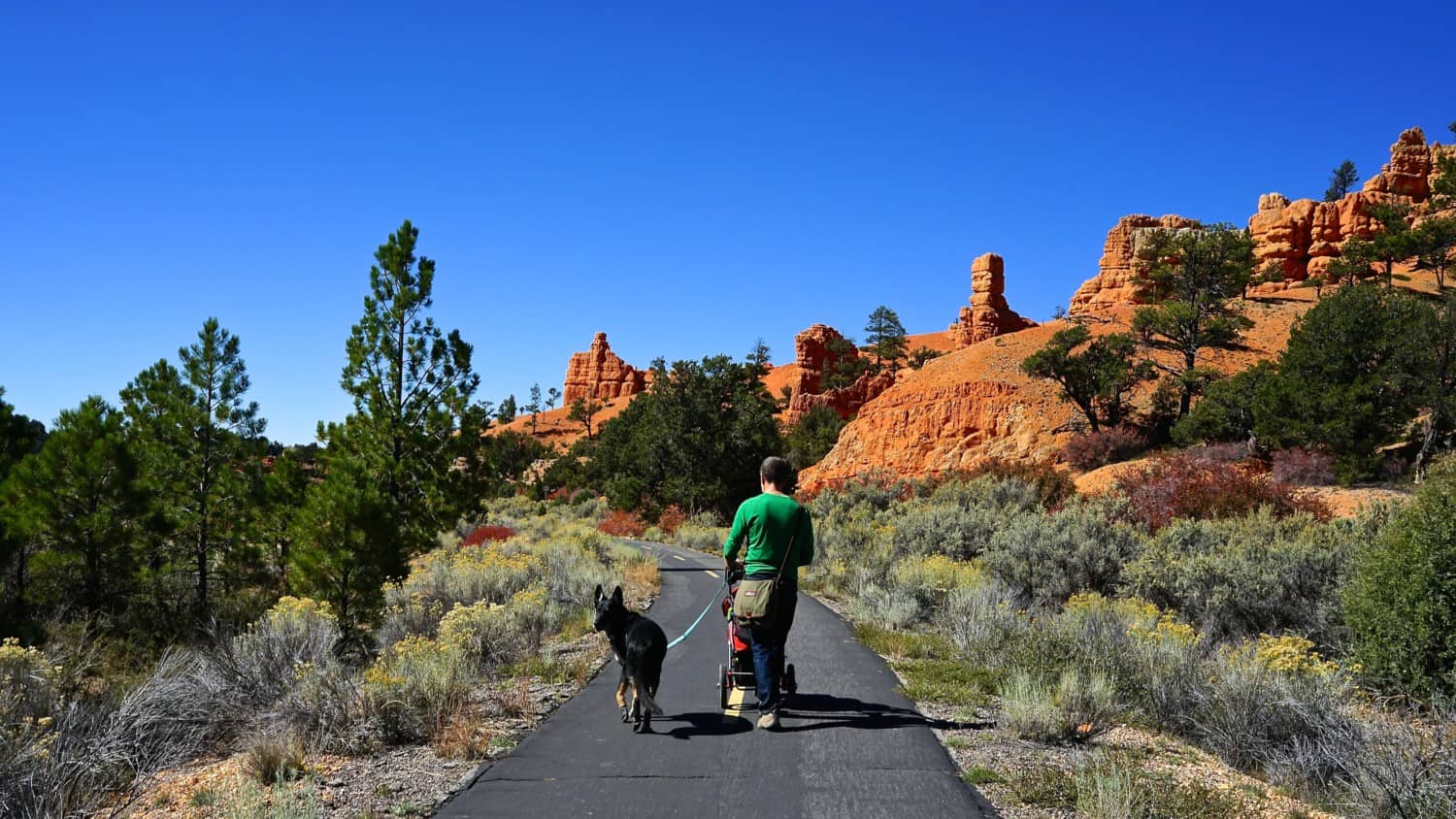 Utah's Top Pet Friendly Attraction: Dixie National Forest | GoPetFriendly.com