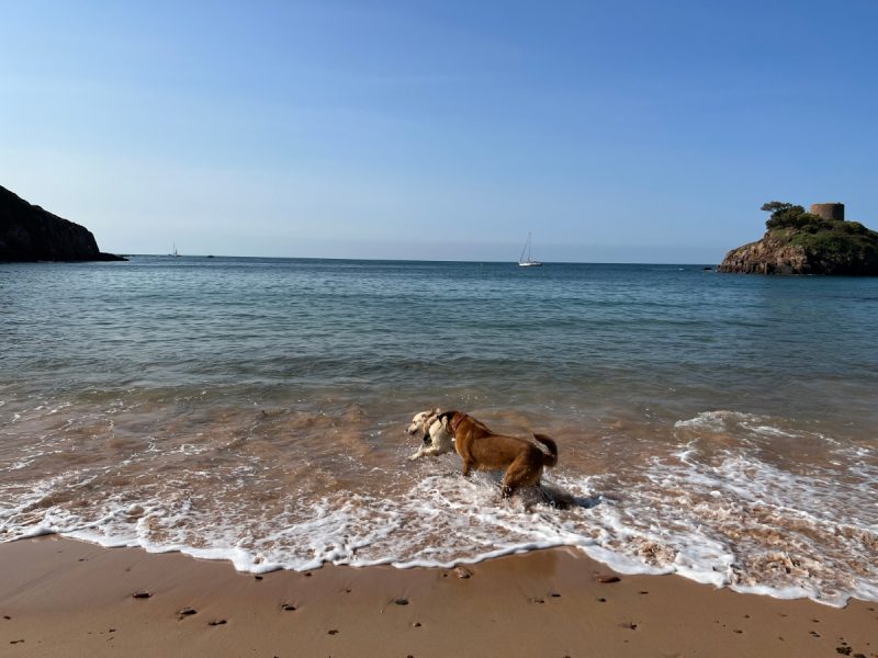 Lava chasing the other dog in the beach