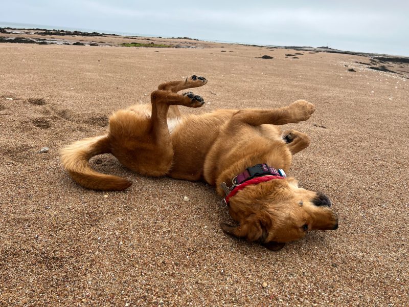 Lava rolling on the sand