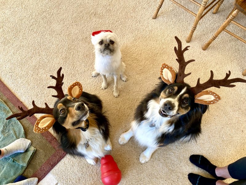 Santa Gizmo and the Aussie reindeer