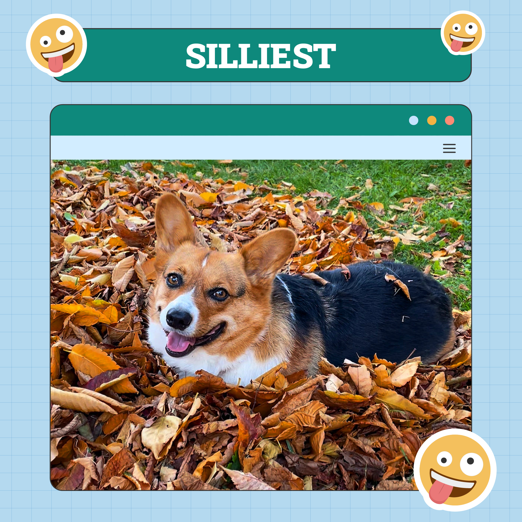 Silliest Dog Winner of the Week