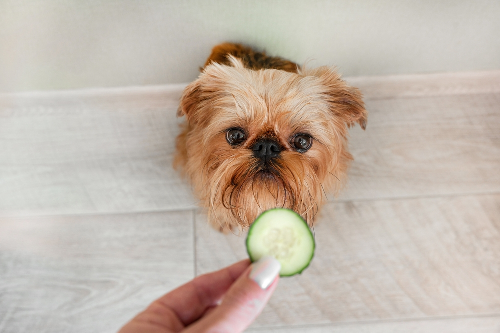 The owner feeds the Brussels Griffon dog with a cucumber