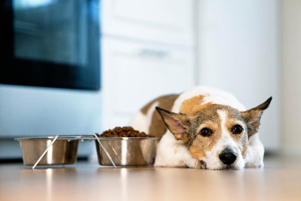 dog not eating its food