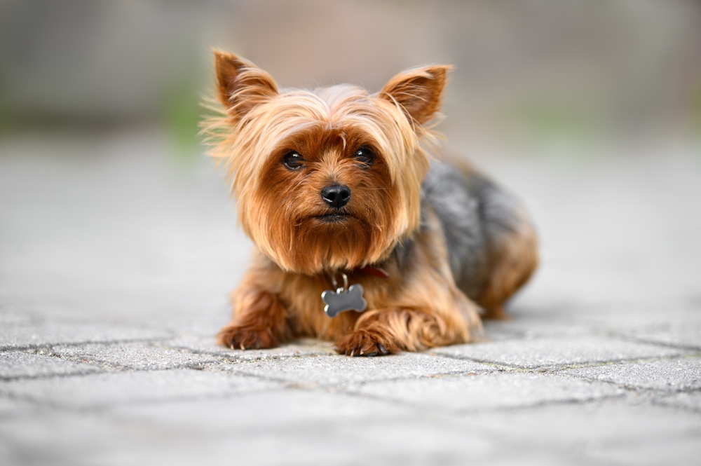 yorkshire terrier dog in the park with an id tag on collar